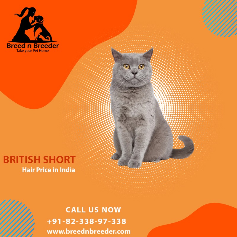 British Shorthair Cat breeders in India